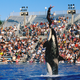 Image for article titled SeaWorld San Diego to 'Phase Out' Current Orca Show, Replace With More 'Natural' Show